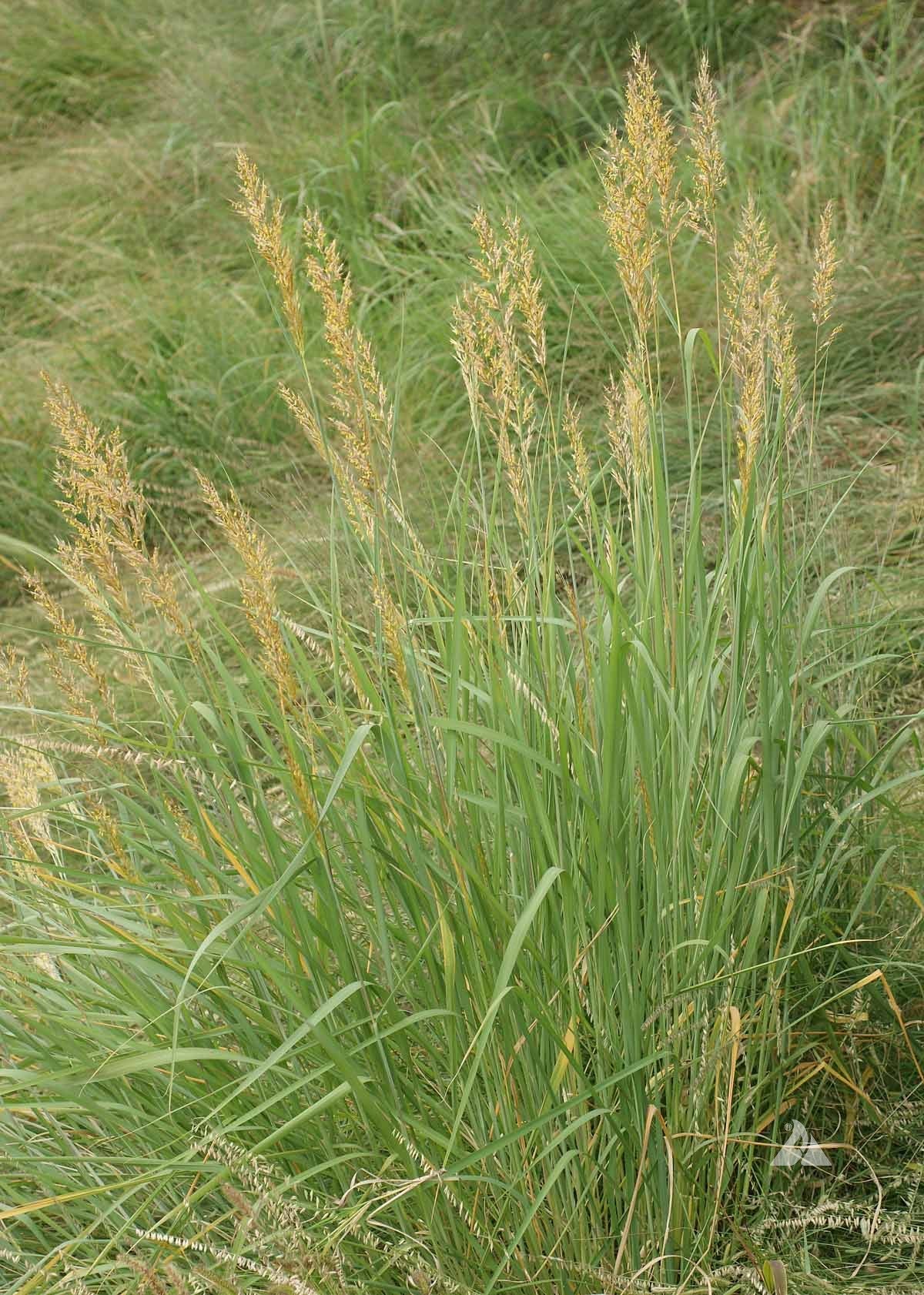 Indian Grass - Sorghastrum nutans