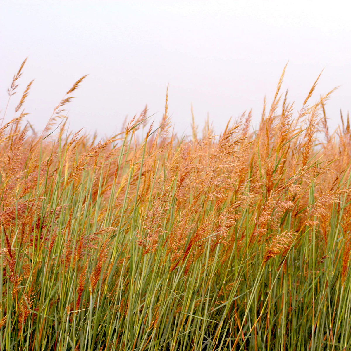 Indian Grass - Sorghastrum nutans
