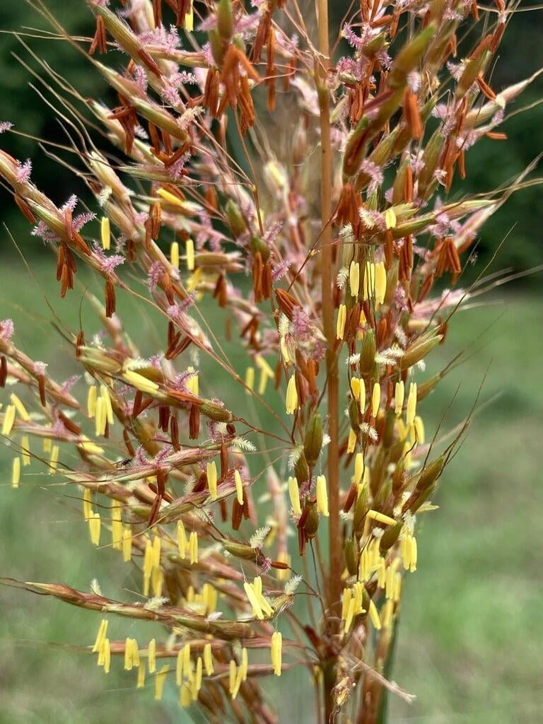 Indian Grass - Sorghastrum nutans