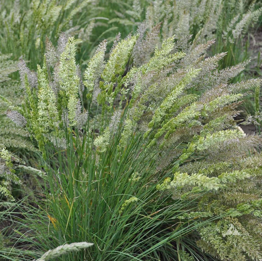 June Grass - Koeleria macrantha