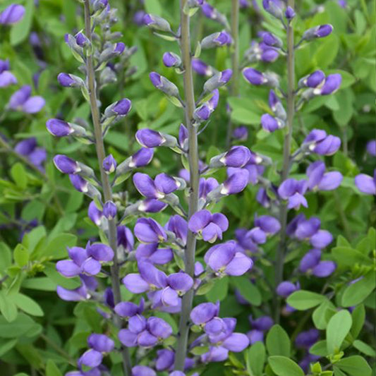 Blue False Indigo - Baptisia australis