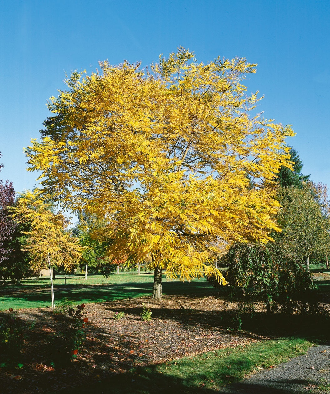 Kentucky Coffee Tree - Gymnocladus dioicus