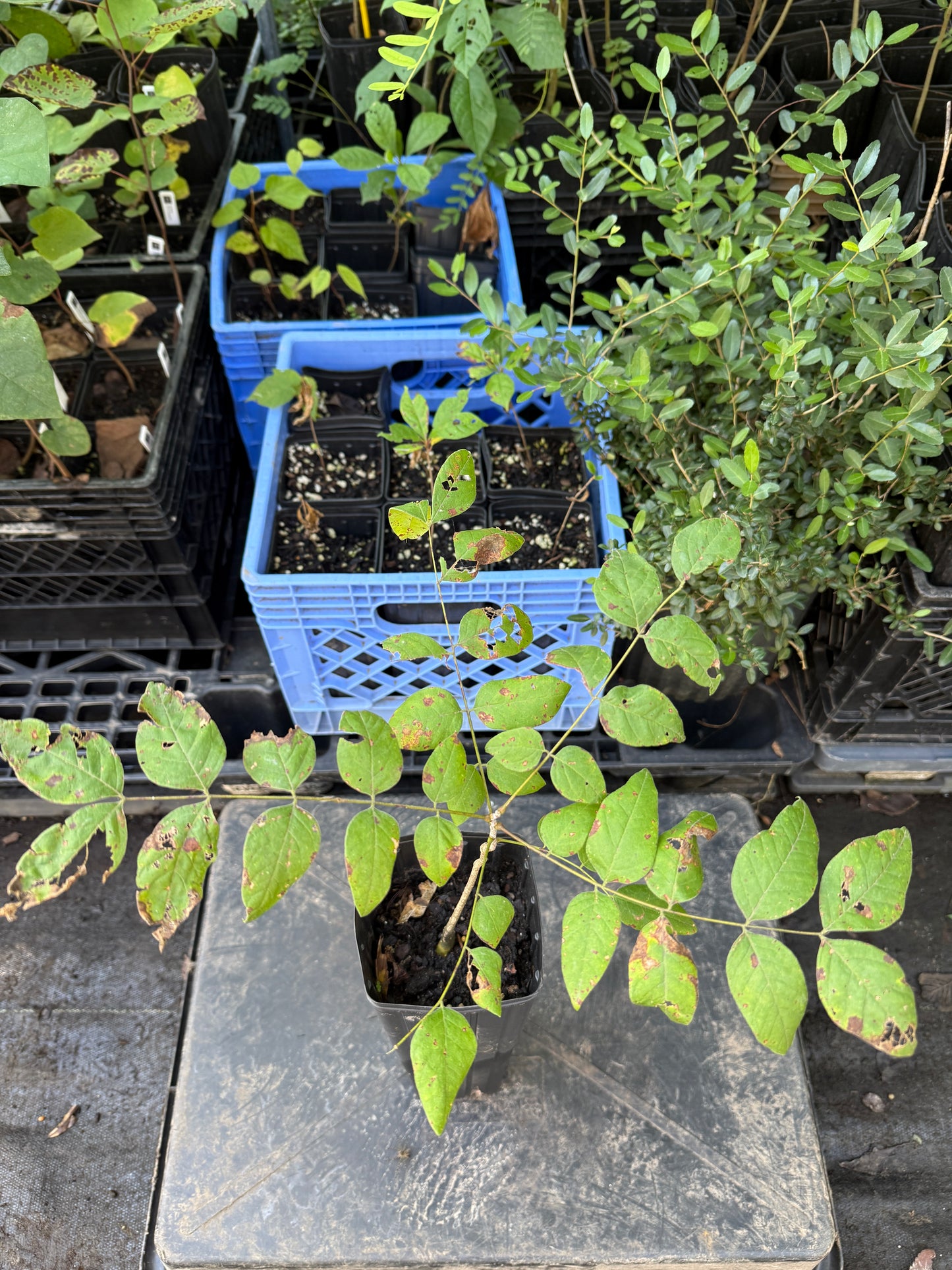 Kentucky Coffee Tree - Gymnocladus dioicus