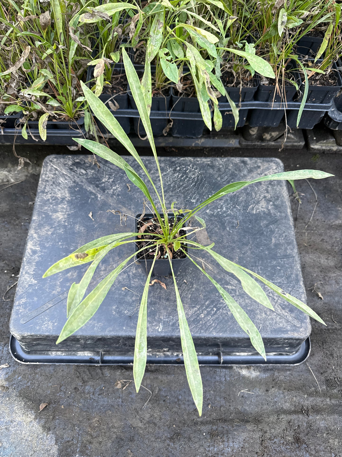 Lanceleaf Coreopsis - Coreopsis lanceolata