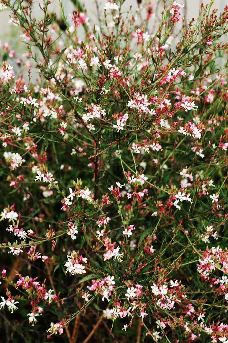 Large-Flowered Gaura / Beeblossom- Gaura longiflora / filiformis