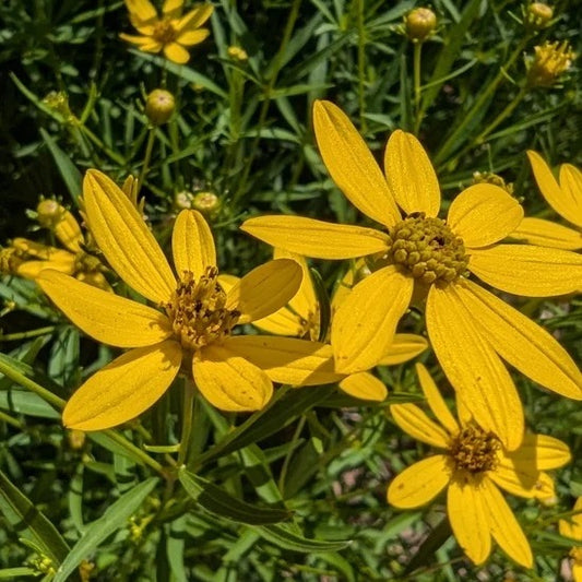 Large Coreopsis - Coreopsis major