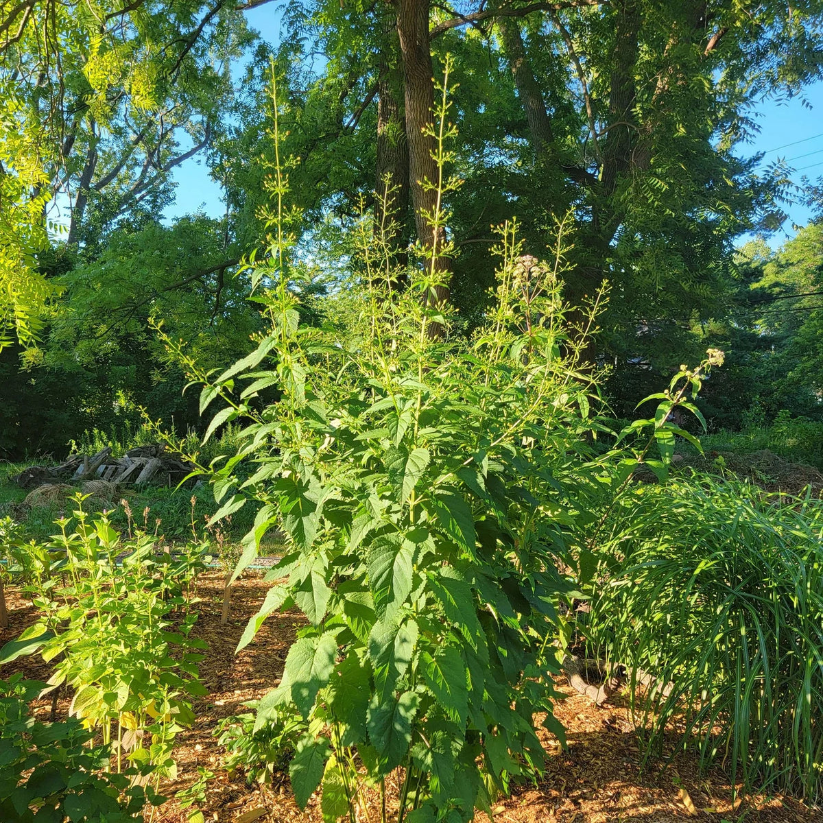 Late Figwort - Scrophularia marilandica