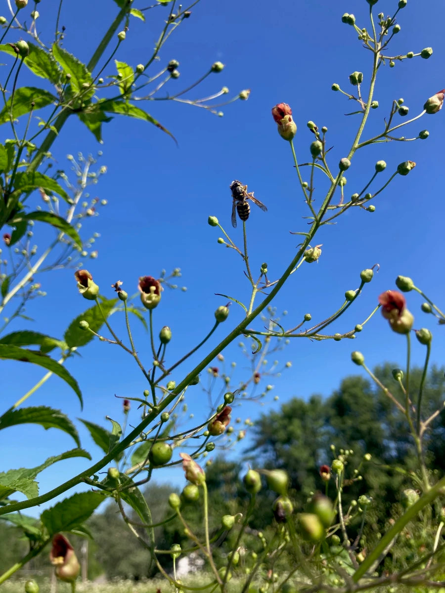 Late Figwort - Scrophularia marilandica