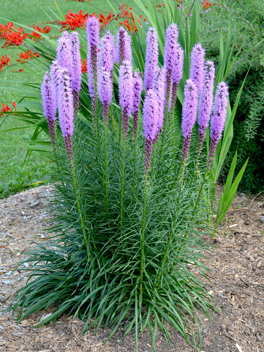 Dense Blazing Star in Bloom