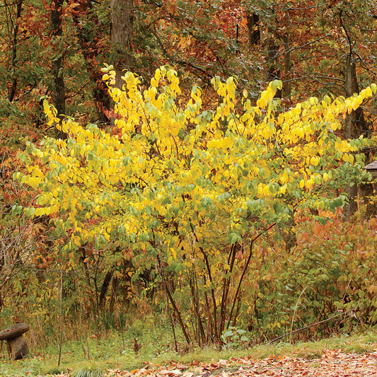 Spicebush - Lindera benzoin