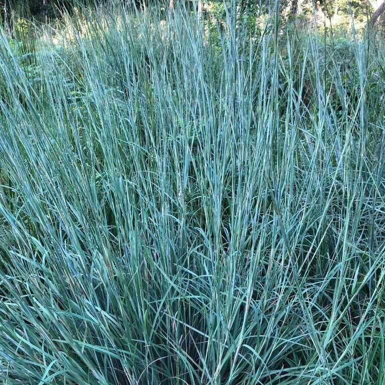 Little Bluestem Grass - Schizachyrium scoparium