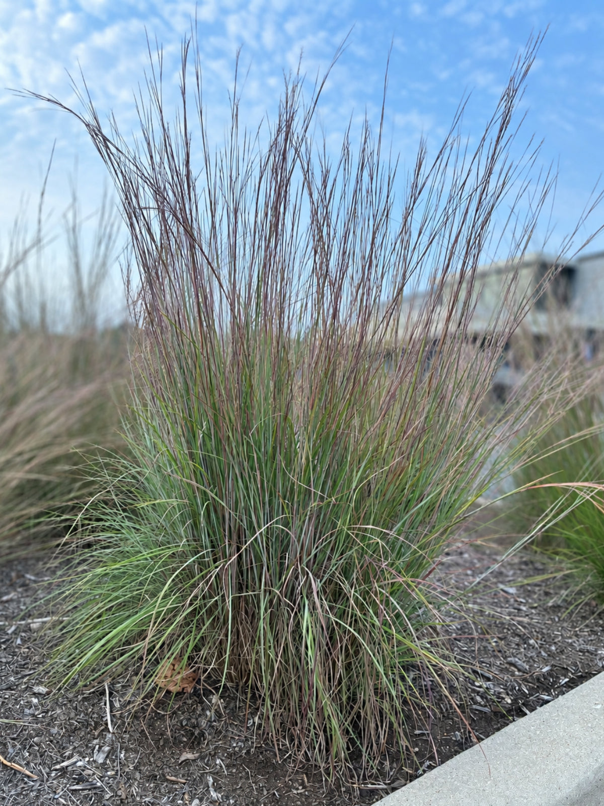 Little Bluestem Grass - Schizachyrium scoparium