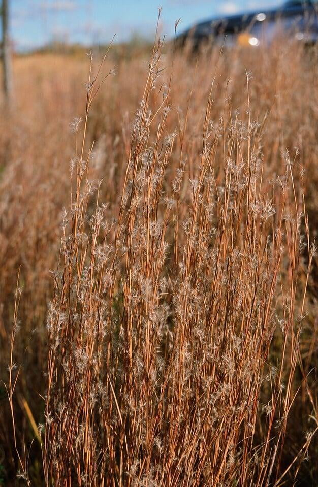 Little Bluestem Grass - Schizachyrium scoparium