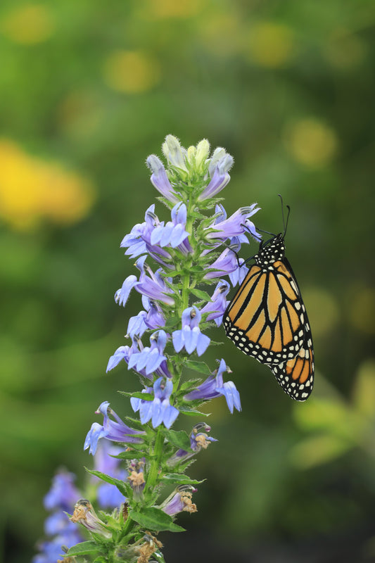 Lobelia - Blue/Purple - Lobelia siphilitica