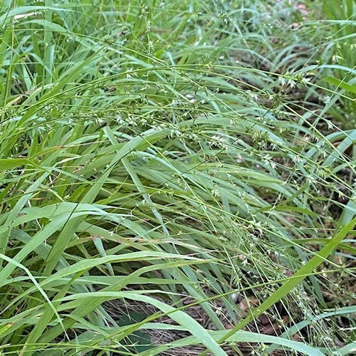 Longleaf Wood Oats - Chasmanthium sessiliflorum