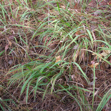 Longleaf Wood Oats - Chasmanthium sessiliflorum