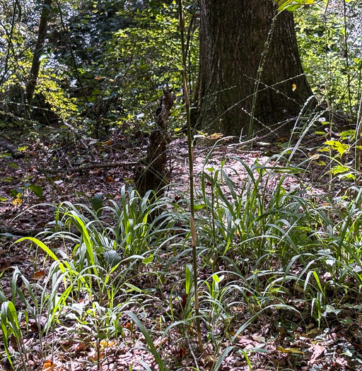 Longleaf Wood Oats - Chasmanthium sessiliflorum