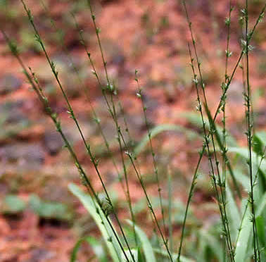 Longleaf Wood Oats - Chasmanthium sessiliflorum