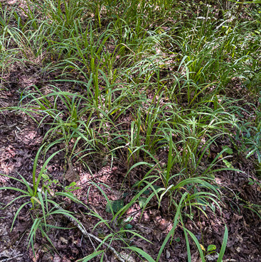 Longleaf Wood Oats - Chasmanthium sessiliflorum