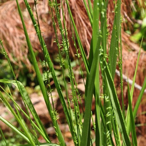 Longleaf Wood Oats - Chasmanthium sessiliflorum