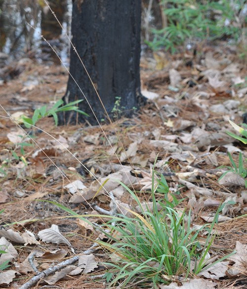 Longleaf Wood Oats - Chasmanthium sessiliflorum
