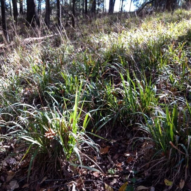 Longleaf Wood Oats - Chasmanthium sessiliflorum