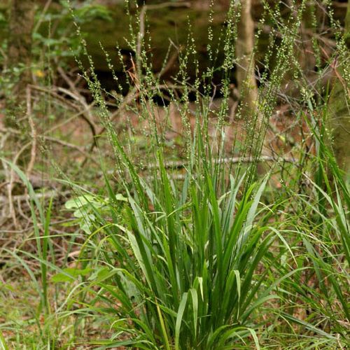 Longleaf Wood Oats - Chasmanthium sessiliflorum