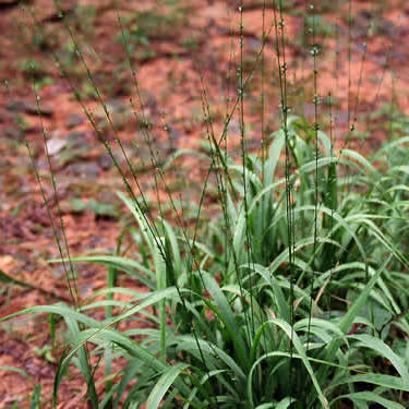 Longleaf Wood Oats - Chasmanthium sessiliflorum