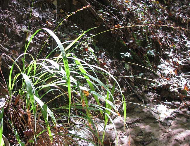 Longleaf Wood Oats - Chasmanthium sessiliflorum