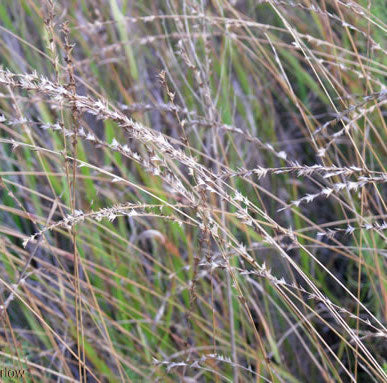 Longleaf Wood Oats - Chasmanthium sessiliflorum