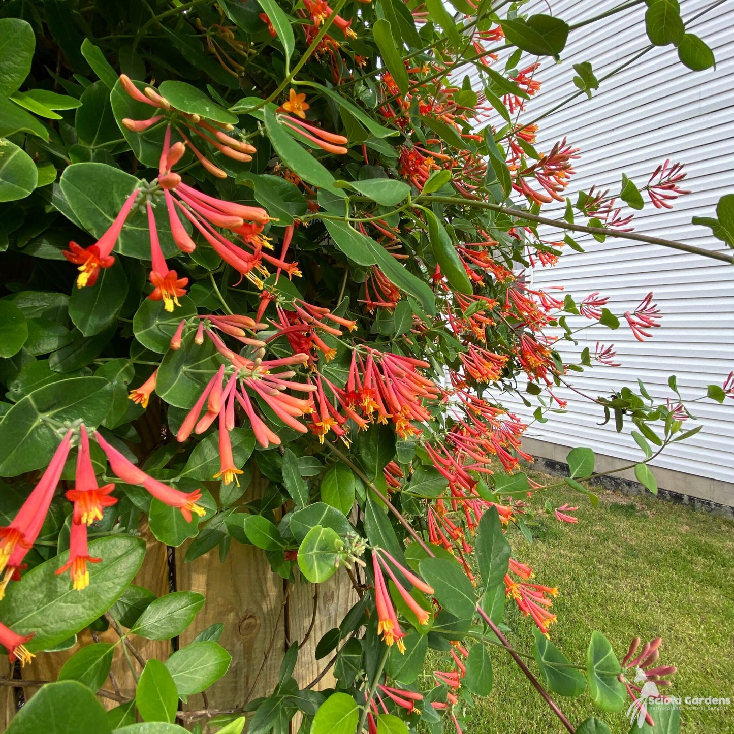 Coral Honeysuckle - Lonicera sempervirens