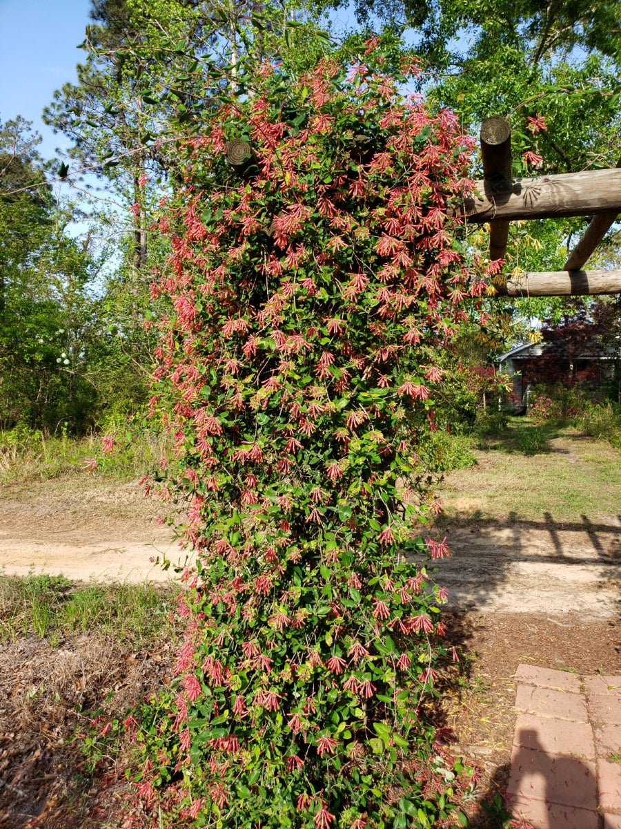 Coral Honeysuckle - Lonicera sempervirens