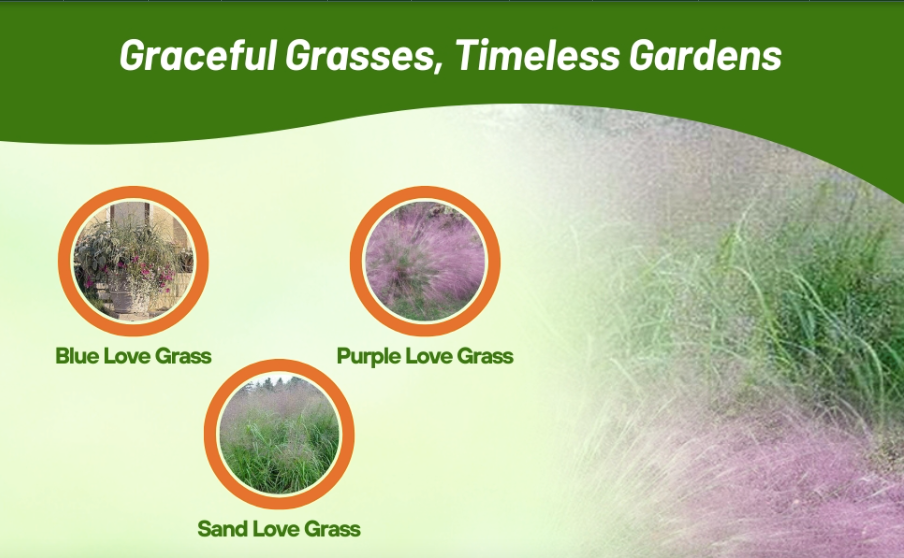 Blue Eros’ Love Grass - Eragrostis elliotii 'Blue Eros'
