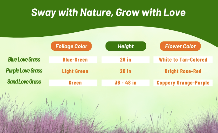 Blue Eros’ Love Grass - Eragrostis elliotii 'Blue Eros'