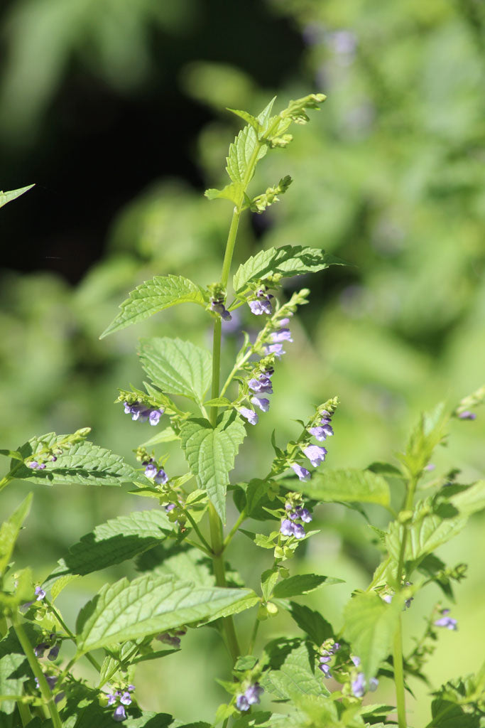 Mad-dog Skullcap - Scutellaria lateriflora