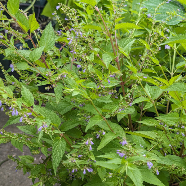 Mad-dog Skullcap - Scutellaria lateriflora