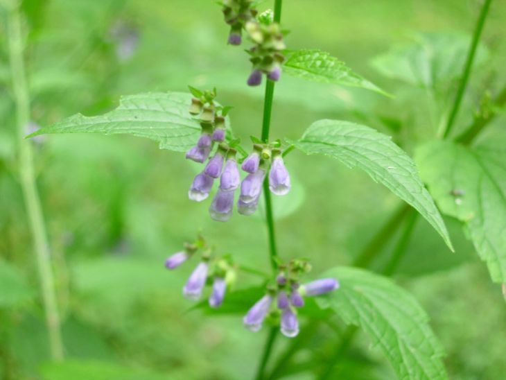 Mad-dog Skullcap - Scutellaria lateriflora