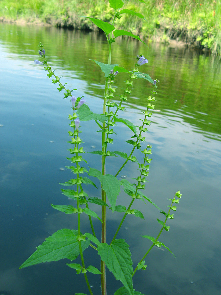 Mad-dog Skullcap - Scutellaria lateriflora