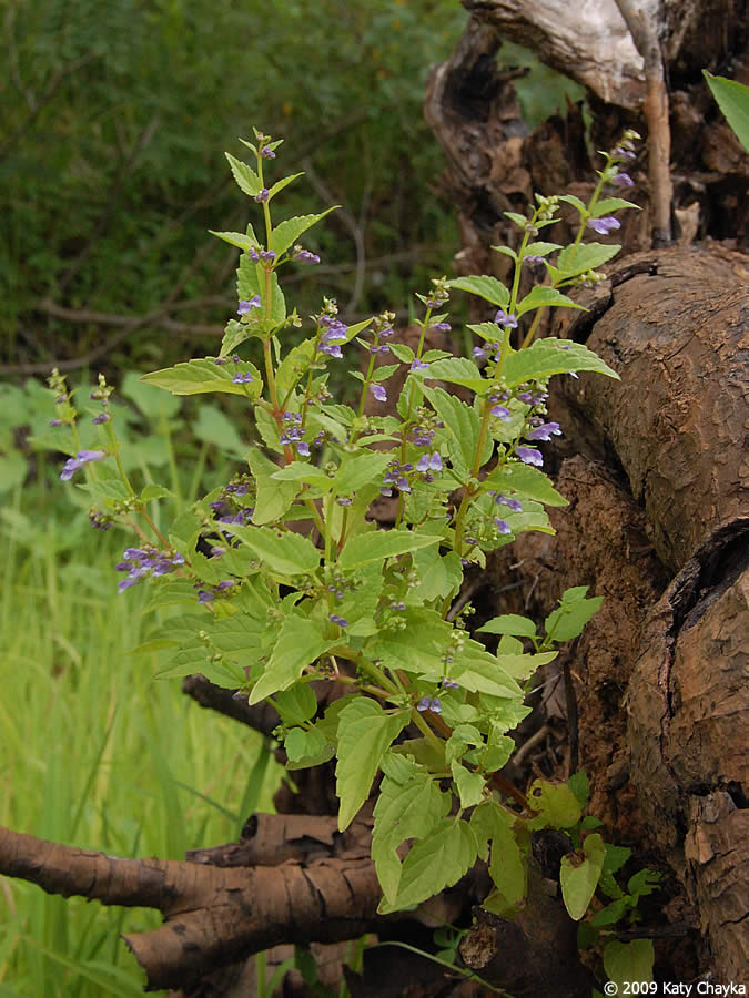 Mad-dog Skullcap - Scutellaria lateriflora