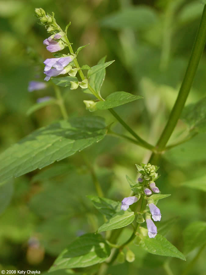 Mad-dog Skullcap - Scutellaria lateriflora