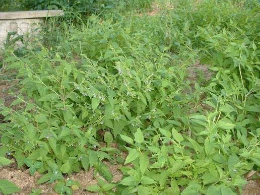 Mad-dog Skullcap - Scutellaria lateriflora