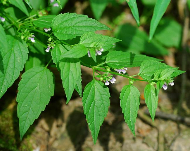 Mad-dog Skullcap - Scutellaria lateriflora