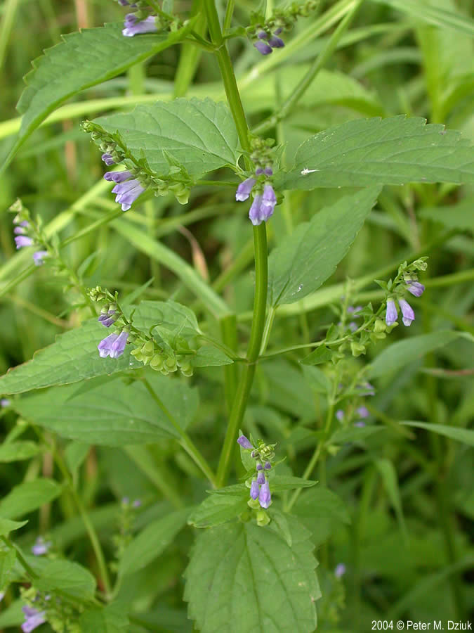 Mad-dog Skullcap - Scutellaria lateriflora