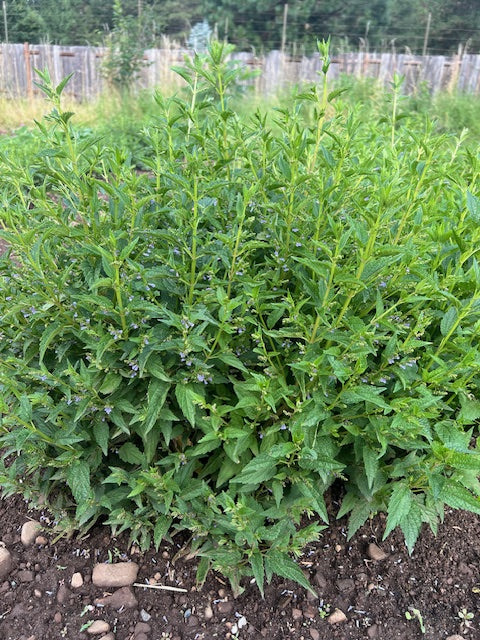 Mad-dog Skullcap - Scutellaria lateriflora