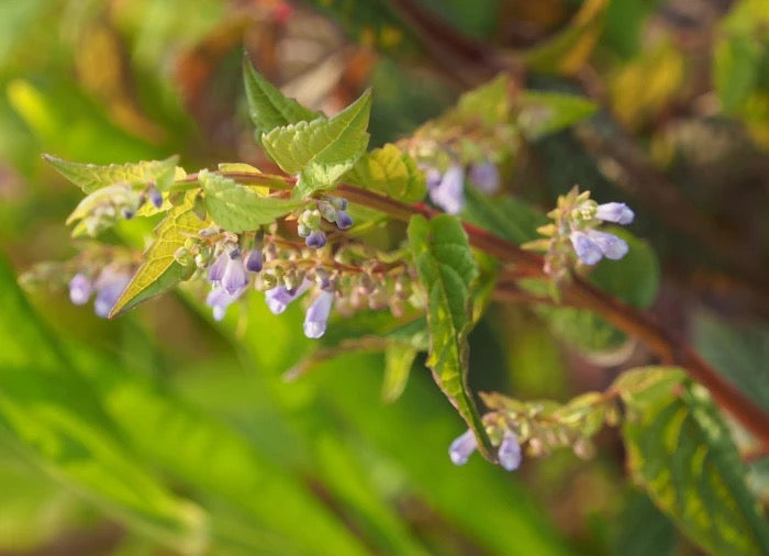 Mad-dog Skullcap - Scutellaria lateriflora