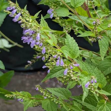 Mad-dog Skullcap - Scutellaria lateriflora