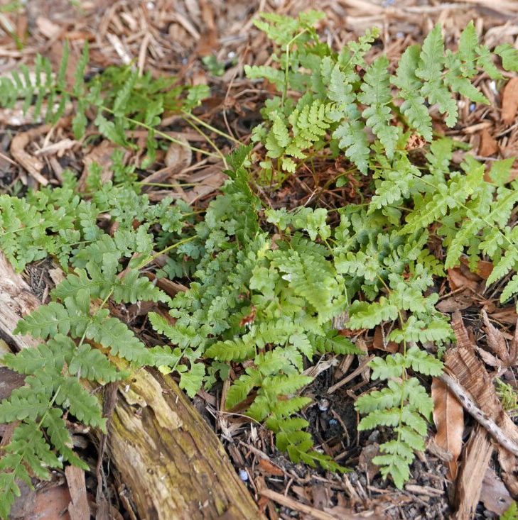 Leatherwood / Marginal Wood Fern - Dryopetris marginalis