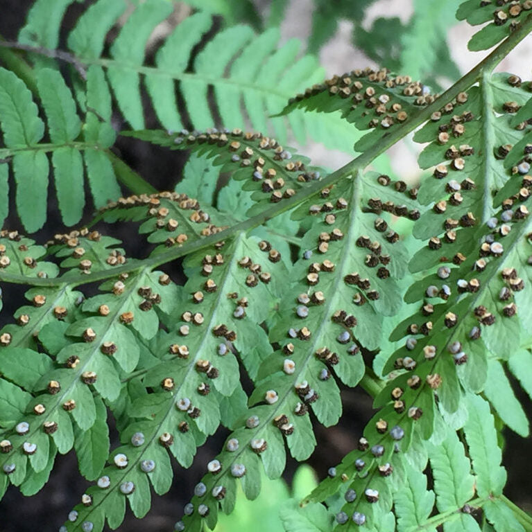 Leatherwood / Marginal Wood Fern - Dryopetris marginalis