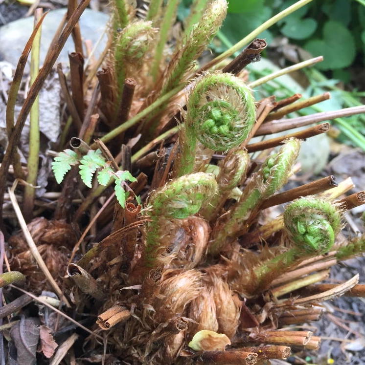 Leatherwood / Marginal Wood Fern - Dryopetris marginalis