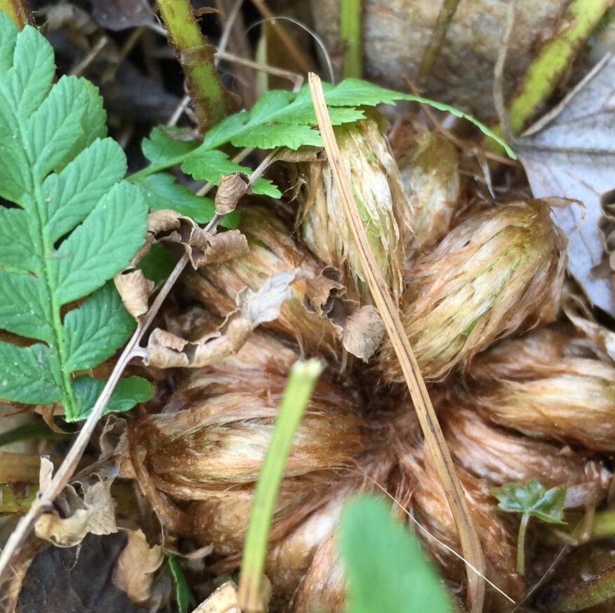 Leatherwood / Marginal Wood Fern - Dryopetris marginalis
